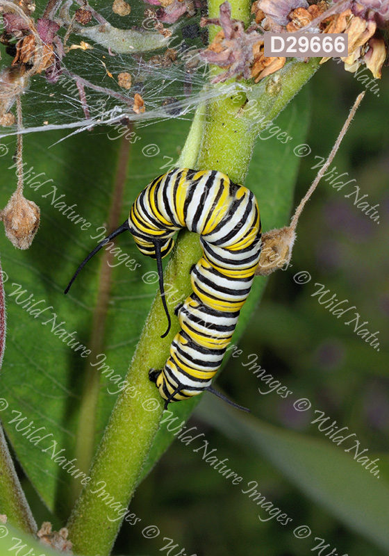 Monarch (Danaus plexippus)